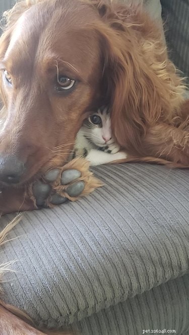 18 Heartwarming Dog Photos That Will Melt Your Heart