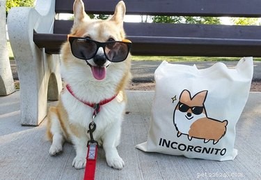 18 Heartwarming Dog Photos That Will Melt Your Heart