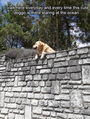 18 Heartwarming Dog Photos That Will Melt Your Heart