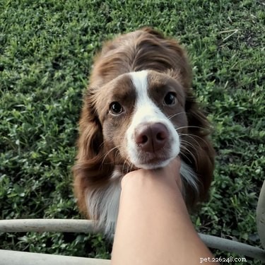 18 Heartwarming Dog Photos That Will Melt Your Heart