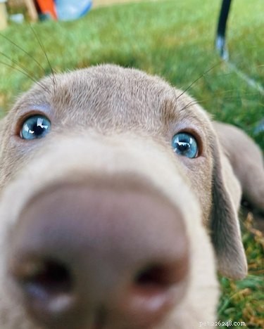 18 Heartwarming Dog Photos That Will Melt Your Heart
