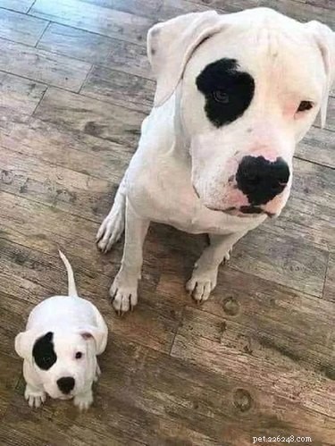 18 Heartwarming Dog Photos That Will Melt Your Heart