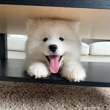 18 Heartwarming Dog Photos That Will Melt Your Heart