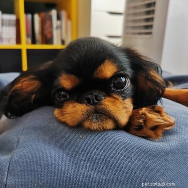 18 Heartwarming Dog Photos That Will Melt Your Heart