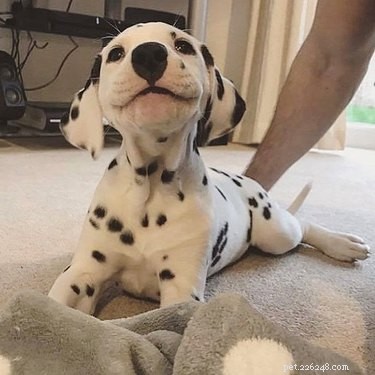 18 Heartwarming Dog Photos That Will Melt Your Heart