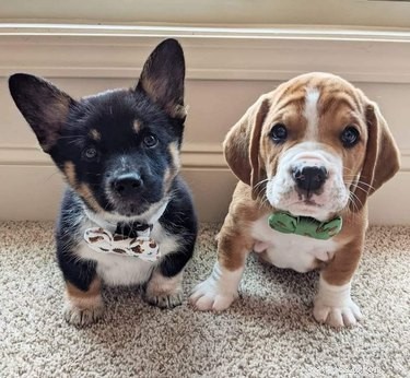 18 Heartwarming Dog Photos That Will Melt Your Heart