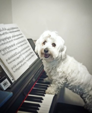 17 Delightful Dogs That Play Piano – Guaranteed to Brighten Your Week