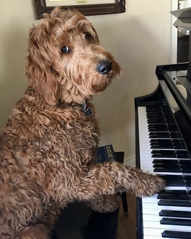 17 Delightful Dogs That Play Piano – Guaranteed to Brighten Your Week