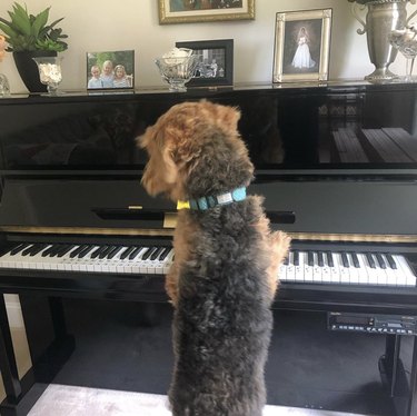 17 Delightful Dogs That Play Piano – Guaranteed to Brighten Your Week