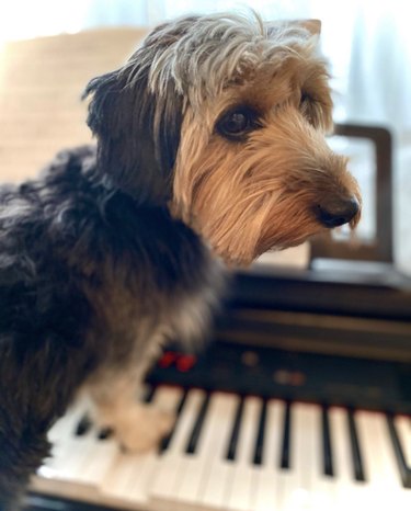 17 Delightful Dogs That Play Piano – Guaranteed to Brighten Your Week
