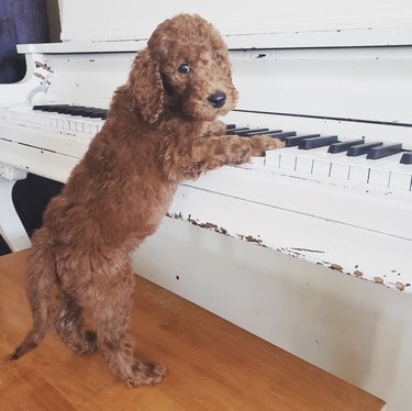 17 Delightful Dogs That Play Piano – Guaranteed to Brighten Your Week