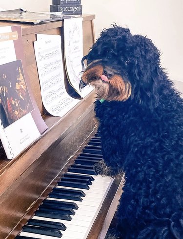 17 Delightful Dogs That Play Piano – Guaranteed to Brighten Your Week
