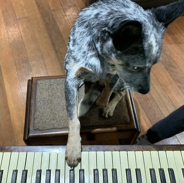 17 Delightful Dogs That Play Piano – Guaranteed to Brighten Your Week