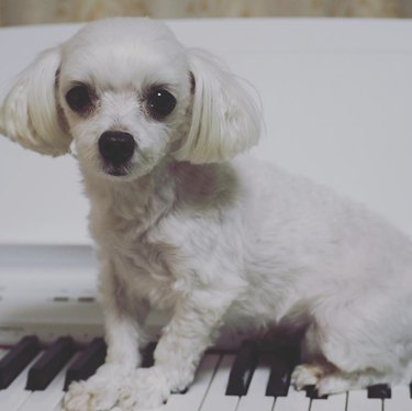 17 Delightful Dogs That Play Piano – Guaranteed to Brighten Your Week