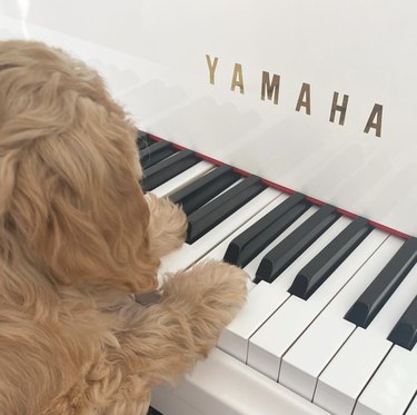 17 Delightful Dogs That Play Piano – Guaranteed to Brighten Your Week