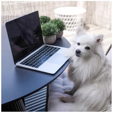 16 Canine Companions Who Thrive Working From Home