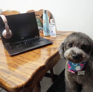 16 Canine Companions Who Thrive Working From Home