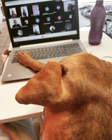 16 Canine Companions Who Thrive Working From Home