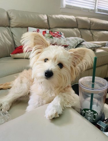 16 Canine Companions Who Thrive Working From Home