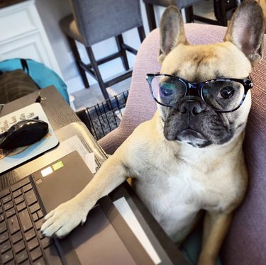 16 Canine Companions Who Thrive Working From Home