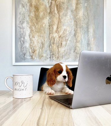 16 Canine Companions Who Thrive Working From Home