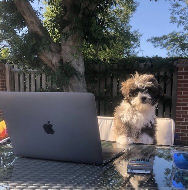 16 Canine Companions Who Thrive Working From Home