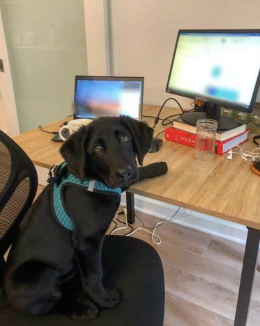 16 Canine Companions Who Thrive Working From Home