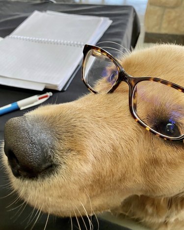 16 Canine Companions Who Thrive Working From Home