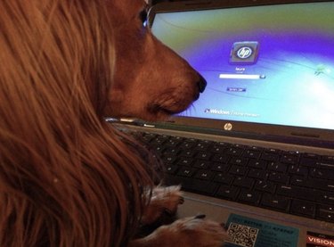 16 Canine Companions Who Thrive Working From Home