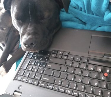 16 Canine Companions Who Thrive Working From Home