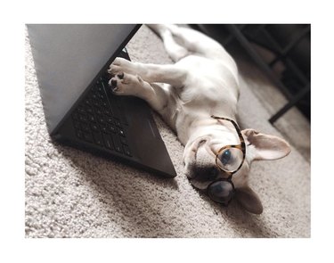 16 Canine Companions Who Thrive Working From Home