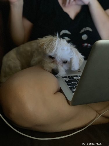 16 Canine Companions Who Thrive Working From Home