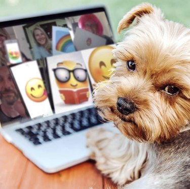 16 Canine Companions Who Thrive Working From Home