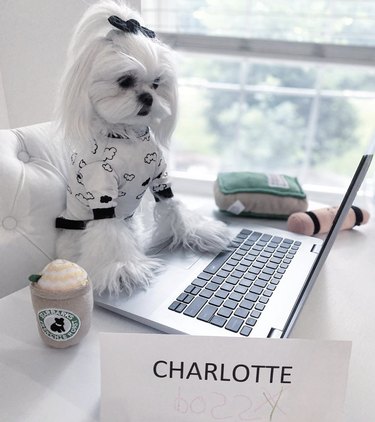 16 Canine Companions Who Thrive Working From Home