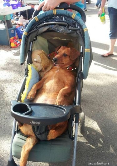 16 Adorable Dogs Riding Strollers That Will Brighten Your Day
