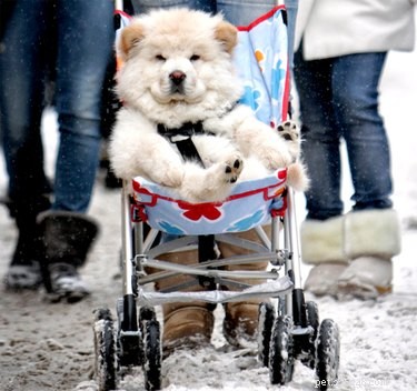 16 Adorable Dogs Riding Strollers That Will Brighten Your Day