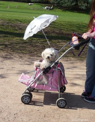 16 Adorable Dogs Riding Strollers That Will Brighten Your Day