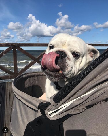 16 Adorable Dogs Riding Strollers That Will Brighten Your Day
