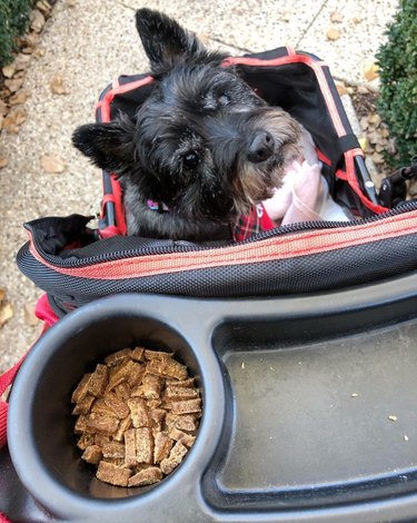 16 Adorable Dogs Riding Strollers That Will Brighten Your Day