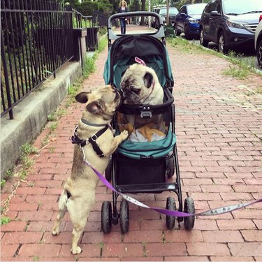 16 Adorable Dogs Riding Strollers That Will Brighten Your Day