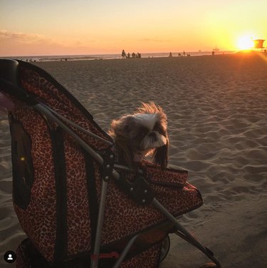 16 Adorable Dogs Riding Strollers That Will Brighten Your Day