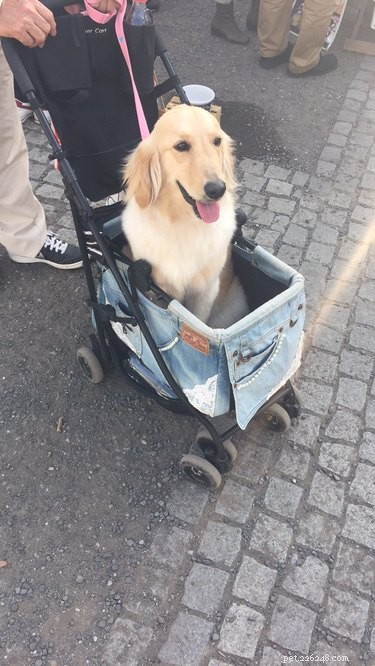16 Adorable Dogs Riding Strollers That Will Brighten Your Day