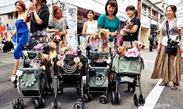 16 Adorable Dogs Riding Strollers That Will Brighten Your Day