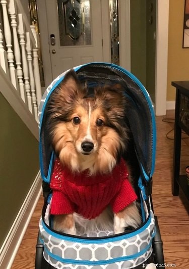 16 Adorable Dogs Riding Strollers That Will Brighten Your Day