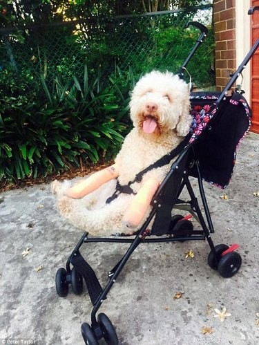 16 Adorable Dogs Riding Strollers That Will Brighten Your Day