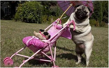 16 Adorable Dogs Riding Strollers That Will Brighten Your Day