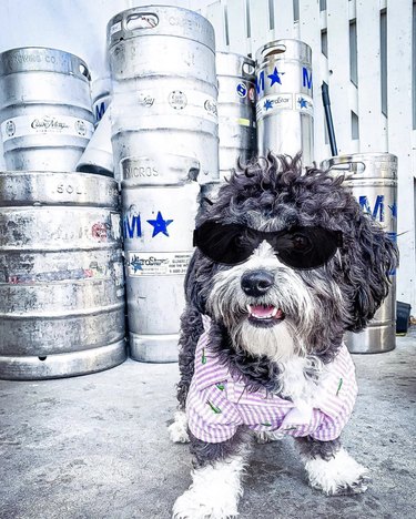 17 Dogs That Look Stylish in Sunglasses