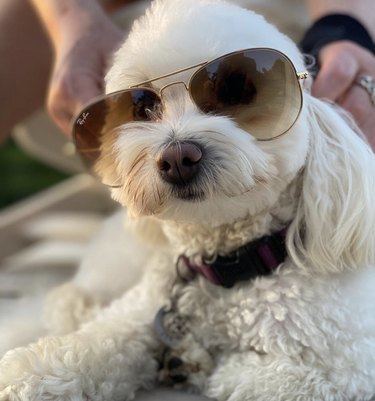 17 Dogs That Look Stylish in Sunglasses
