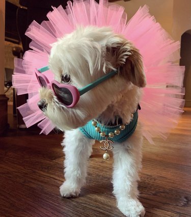 17 Dogs That Look Stylish in Sunglasses