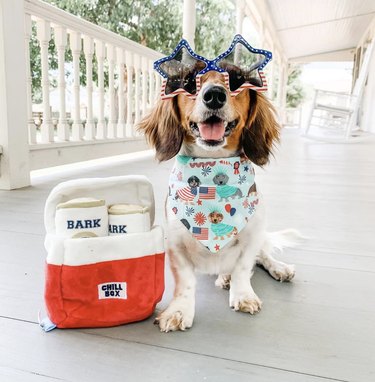 17 Dogs That Look Stylish in Sunglasses